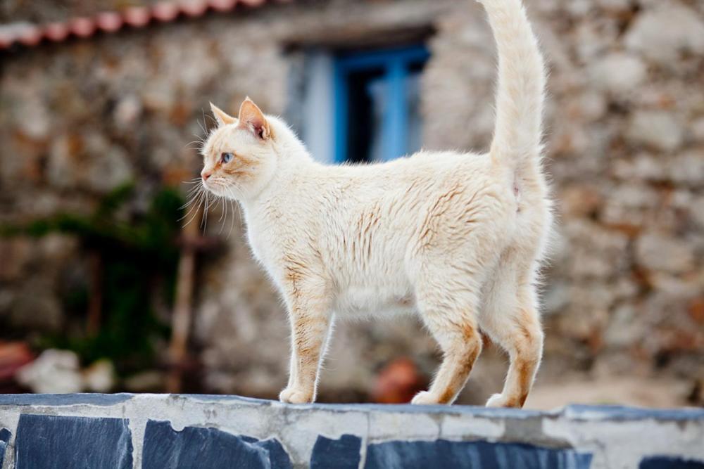 Quinta Da Borboleta Villa Vila Nova de Poiares Dış mekan fotoğraf